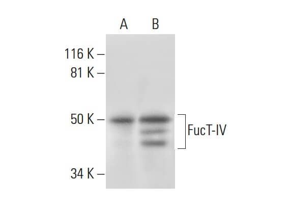 Fuct Iv A Scbio Santa Cruz Biotechnology