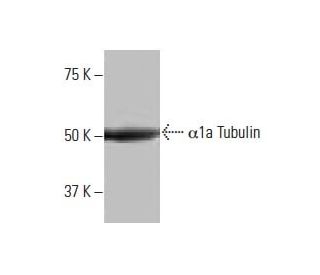 &alpha;1a Tubulin Antibody (7-RY28) - Western Blotting - Image 64808The Double Nickase Plasmid features a U6 promoter for sgRNA expression, a 20 nt targeting sequence, and a gRNA scaffold to guide Cas9n. It includes a CBh promoter for Cas9n (D10A) and puromycin resistance, GFP for transfection verification, and nuclear localization signals (NLS). The 2A peptide allows co-expression of Cas9n and Puro from a single promoter, enabling precise genome editing with reduced off-target effects. 