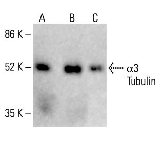 α3 Tubulin Antibody (10J1) - Western Blotting - Image 412834