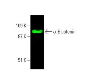 α E-catenin Antibody (G-11) - Western Blotting - Image 385552