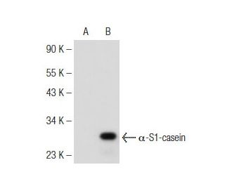α-S1-casein Antibody (D-12) - Western Blotting - Image 146367Each CRISPR/Cas9 Knockout (KO) Plasmid product consists of a pool of 3 plasmids designed to ensure identification and cleavage of a specific gene for maximum knockout efficiency. Each plasmid encodes a unique 20 nt sequence derived from the GeCKO (v2) library.