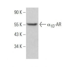 α<sub>1D</sub>-AR Antibody (F-10) - Western Blotting - Image 370024Each CRISPR/Cas9 Knockout (KO) Plasmid product consists of a pool of 3 plasmids designed to ensure identification and cleavage of a specific gene for maximum knockout efficiency. Each plasmid encodes a unique 20 nt sequence derived from the GeCKO (v2) library.