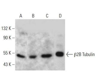 &beta;2B Tubulin Antibody (AT5B3) - Western Blotting - Image 385113Each CRISPR/Cas9 Knockout (KO) Plasmid product consists of a pool of 3 plasmids designed to ensure identification and cleavage of a specific gene for maximum knockout efficiency. Each plasmid encodes a unique 20 nt sequence derived from the GeCKO (v2) library. 