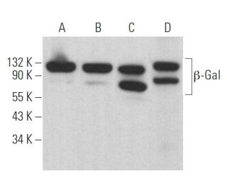 β-Gal Antibody (B-12) - Western Blotting - Image 361872Each CRISPR/Cas9 Knockout (KO) Plasmid product consists of a pool of 3 plasmids designed to ensure identification and cleavage of a specific gene for maximum knockout efficiency. Each plasmid encodes a unique 20 nt sequence derived from the GeCKO (v2) library.