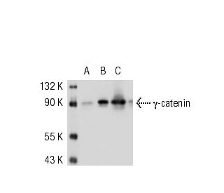 γ-catenin Antibody (11E4) - Western Blotting - Image 52519Each CRISPR/Cas9 Knockout (KO) Plasmid product consists of a pool of 3 plasmids designed to ensure identification and cleavage of a specific gene for maximum knockout efficiency. Each plasmid encodes a unique 20 nt sequence derived from the GeCKO (v2) library.