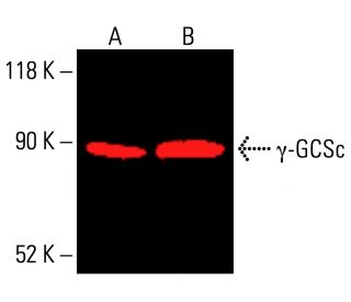 γ-GCSc Antibody (H-5) - Western Blotting - Image 415897