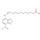12-(7-Nitrobenzofurazan-4-ylamino)dodecanoic acid (CAS 96801-39-7) - chemical structure image