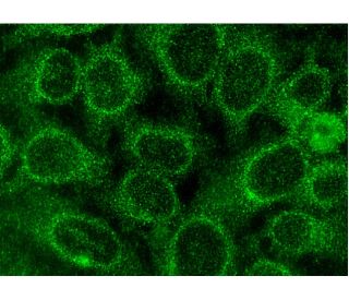 12-LO Antibody (C-5) - Immunofluorescence - Image 145099 