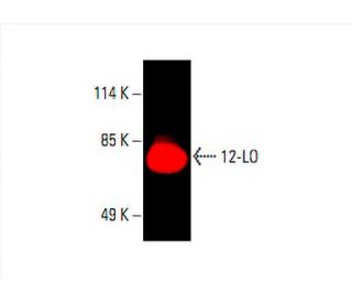 12-LO Antibody (C-5) - Western Blotting - Image 394212 