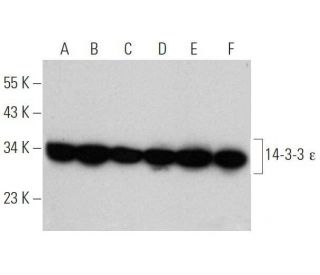 14-3-3 &epsilon; Antibody (8C3) - Western Blotting - Image 355310 