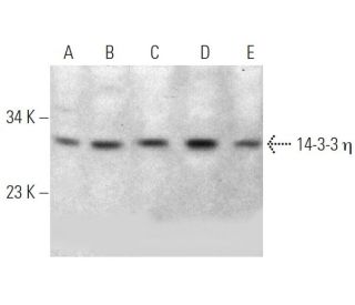 14-3-3 η Antibody (6A12) - Western Blotting - Image 368566The Double Nickase Plasmid features a U6 promoter for sgRNA expression, a 20 nt targeting sequence, and a gRNA scaffold to guide Cas9n. It includes a CBh promoter for Cas9n (D10A) and puromycin resistance, GFP for transfection verification, and nuclear localization signals (NLS). The 2A peptide allows co-expression of Cas9n and Puro from a single promoter, enabling precise genome editing with reduced off-target effects.