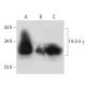 14-3-3 γ Antibody (6A1) - Western Blotting - Image 22054