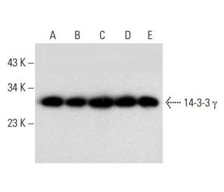 14-3-3 &gamma; Antibody (D-6) - Western Blotting - Image 304539 