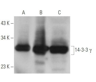 14-3-3 &gamma; Antibody (KC21) - Western Blotting - Image 22052
