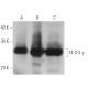 14-3-3 γ Antibody (KC21) - Western Blotting - Image 22052