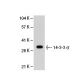 14-3-3 σ Antibody (5D7) - Western Blotting - Image 21562 