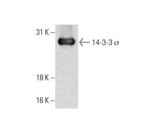 14-3-3 σ Antibody (5D7) - Western Blotting - Image 130905
