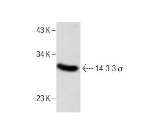 14-3-3 &sigma; Antibody (E-11) - Western Blotting - Image 286060 