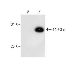 14-3-3 &sigma; Antibody (E-11) - Western Blotting - Image 80929 