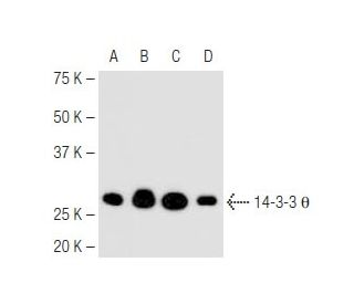 14-3-3 &theta; Antibody (3B9) - Western Blotting - Image 67300 