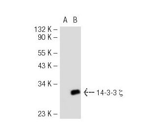 14-3-3 beta / epsilon / zeta (3C8): sc-59420. Western blot analysis of 14-3-3 zeta ... 