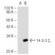 14-3-3 beta / epsilon / zeta (3C8): sc-59420. Western blot analysis of 14-3-3 zeta ... 