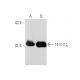 pan 14-3-3 (F-1): sc-166061. Western blot analysis of 14-3-3 zeta ...