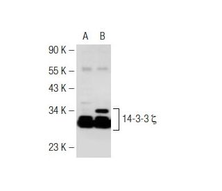 pan 14-3-3 (H-8): sc-1657. Western blot analysis of 14-3-3 zeta ...