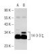 pan 14-3-3 (H-8): sc-1657. Western blot analysis of 14-3-3 zeta ...