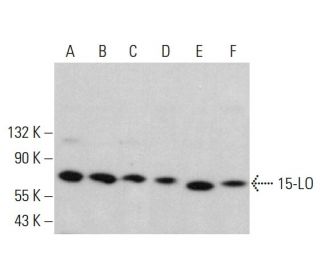 15-LO Antibody (B-7) - Western Blotting - Image 382215
