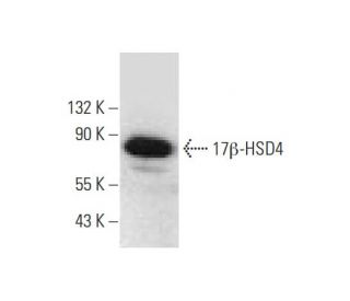 17&beta;-HSD4 Antibody (A-6) - Western Blotting - Image 138434 