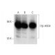 17β-HSD4 Antibody (B-5) - Western Blotting - Image 137056 