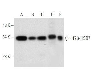 17&beta;-HSD7 Antibody (F-4) - Western Blotting - Image 299191 