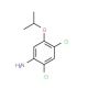 2,4-Dichloro-5-isopropoxyaniline (CAS 41200-96-8) - chemical structure image