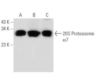 20S Proteasome α7 Antibody (MCP72) - Western Blotting - Image 18276