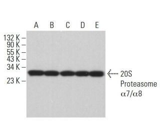 20S Proteasome α7/α8 Antibody (B-4) - Western Blotting - Image 381901