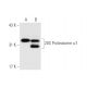 20S Proteasome α1 Antibody (C-7) - Western Blotting - Image 65889
