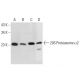 20S Proteasome α2 Antibody (B-7) - Western Blotting - Image 290912 