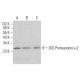 20S Proteasome α2 Antibody (B-7) - Western Blotting - Image 382814
