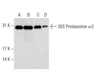 20S Proteasome &alpha;3 Antibody (D-6) - Western Blotting - Image 72859 