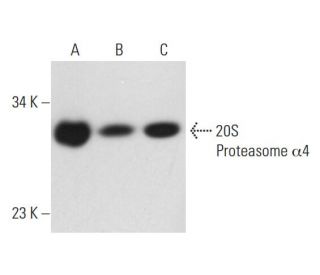 20S Proteasome &alpha;4 Antibody (H-4) - Western Blotting - Image 131252 