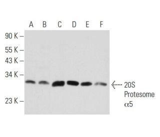 20S Proteasome &alpha;5 Antibody (B-9) - Western Blotting - Image 357361 