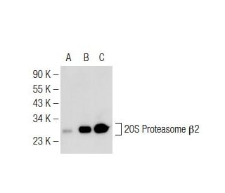 20S Proteasome &beta;2 Antibody (MCP165) - Western Blotting - Image 126549 