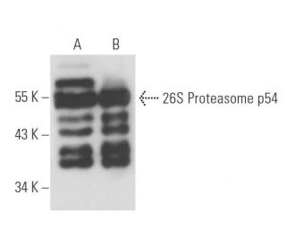 26S Proteasome p54 Antibody (170) - Western Blotting - Image 17247