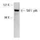 3611-RF nuclear extract: sc-2143. Western blot analysis of TAF I...