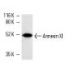 3611-RF nuclear extract: sc-2143. Western blot analysis of Annexin XI... 