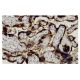 3β-HSD Antibody (37-2) - Immunohistochemistry - Image 36039 
