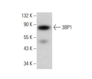 3BP1 Antibody (C-12) - Western Blotting - Image 381103 