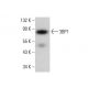 3BP1 Antibody (C-12) - Western Blotting - Image 381103 