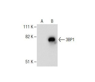 3BP1 Antibody (D-9) - Western Blotting - Image 282157 